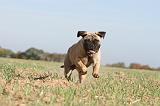 BULLMASTIFF 108